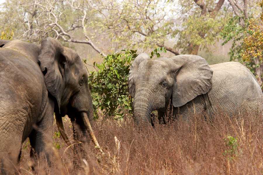 322   Elephants   Molo park